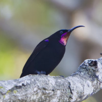 Amethyst Sunbird